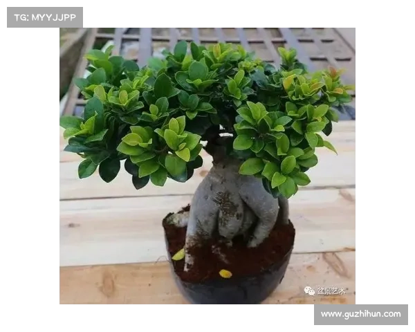 春夏丰收高地红石榴养护技巧与管理艺术全解析